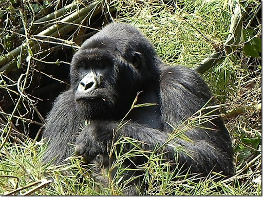 Rwanda, Gorillas Mountain gorillas.